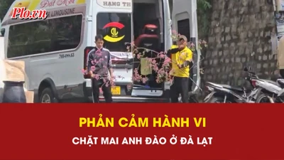 Phản cảm hành vi chặt cành mai anh đào tại nhà công vụ ở Đà Lạt