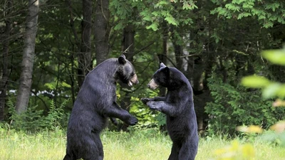 VIDEO: 2 chú gấu ôm nhau 'khiêu vũ' trước cửa nhà dân