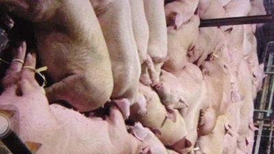 Vụ heo bị tiêm thuốc an thần: 17 nhân viên giải trình 