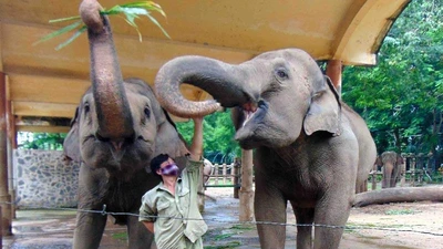 Thảo Cầm Viên SG: Bớt tiền lương mua thức ăn cho thú nuôi 