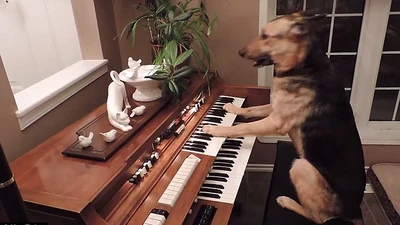 Clip chó chơi piano sành điệu
