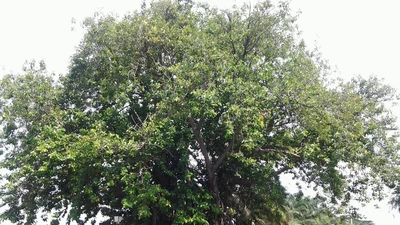 Những ‘cụ’ cây trăm tuổi ở Biên Hòa