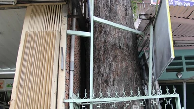 Clip nhà dân 'nuốt chửng' hàng cây dầu cổ thụ ở Sài Gòn