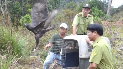 Thả đại bàng, diều trắng quý hiếm về tự nhiên