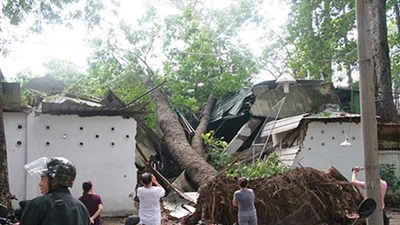 Clip cây cổ thụ đè sập hai phòng của Cung văn hóa Lao Động