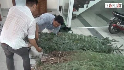 Clip: Cây thông nhập từ Mỹ 'cháy hàng' mùa Noel