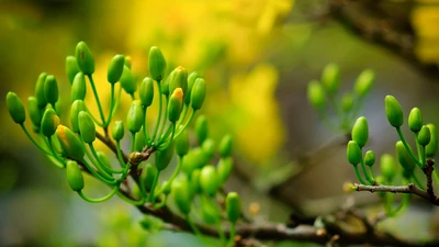 Mẹo hay- Dễ làm: Bí quyết chọn mai đẹp, nở đúng tết