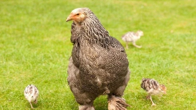 Gà khổng lồ có cân nặng lên tới 10 kg