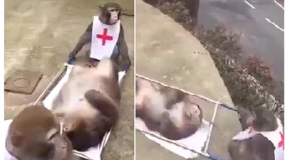 Cười lăn lộn với clip khỉ làm nhân viên cứu thương 