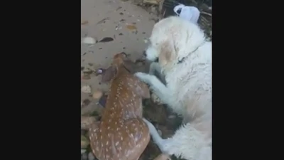 Chó cứu hươu đuối nước thành 'anh hùng' mạng xã hội