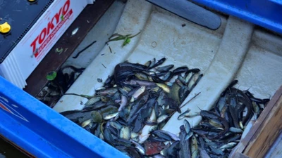 Thả cá phóng sinh lễ Vu Lan: Người thả... kẻ chờ vớt