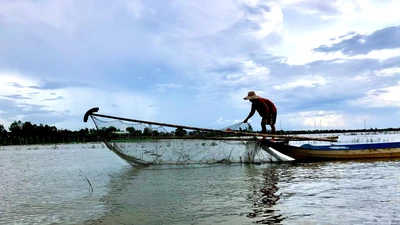 Kiếm bộn tiền từ việc bắt ốc bươu vàng mùa nước nổi