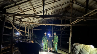 Biên phòng bắt giữ thanh niên đưa 5 con bò nhập lậu từ Campuchia vào Việt Nam