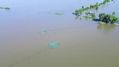 Lũ nhỏ, mưu sinh mùa lũ ở Long An thất thu 