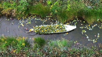 Rộn ràng mùa thu hoạch khóm Tân Phước