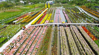 Làng hoa Sa Đéc vào mùa nhộn nhịp, nhà vườn lạc quan chờ Tết