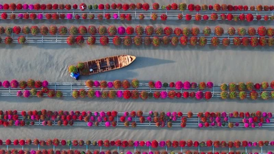 Tết đến từ những đôi tay âm thầm làm đẹp hoa miền Tây