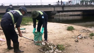 Cá chết nổi trắng cửa sông trôi ra biển ở Đà Nẵng