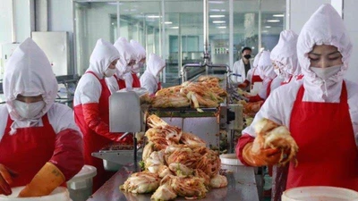 Công nhân làm việc tại nhà máy kim chi Ryugyong ở Bình Nhưỡng ngày 24-4. Ảnh: AP