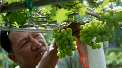 Ninh Thuận mở lễ hội lớn tôn vinh cây nho