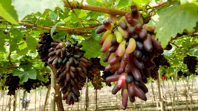 Ninh Thuận tổ chức lễ hội nho, thi giàn nho đẹp 2023