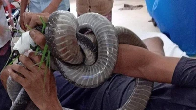 Người bắt rắn hổ chúa bị cắn được truyền 10 lọ huyết thanh