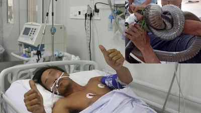 Vụ tay không bắt rắn hổ chúa: Không phải thợ chuyên nghiệp