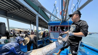 Quảng Ngãi quyết tâm chống khai thác IUU, cùng gỡ thẻ vàng cho hải sản Việt
