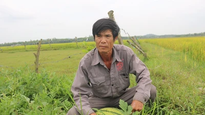 Đến lượt nông dân Quảng Ngãi khóc dưa 