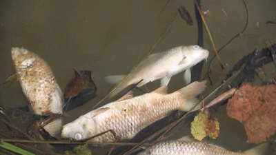 Quảng Nam: Cá chết hàng loạt trên sông Trầu