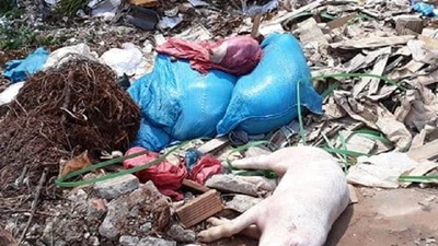 Ớn lạnh hàng loạt xác heo chết vứt lăn lóc bên đường