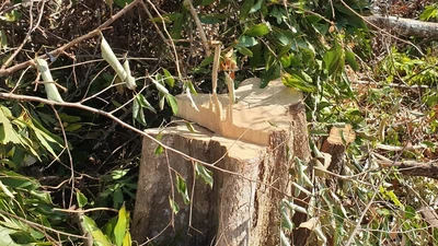 Khởi tố vụ án phá rừng tại Đắk Lắk