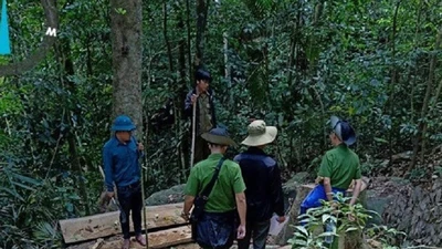 Kiểm tra hiện trường vụ phá rừng ở Gia Lai