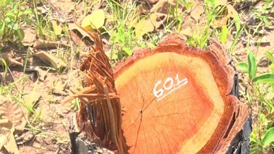 Vụ phá hơn 382 ha rừng ở Đắk Lắk: ‘Làm rõ trách nhiệm của cá nhân, tập thể liên quan’