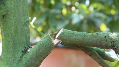 Bình Dương: Vườn mai hơn 200 cây bị kẻ gian phá hoại