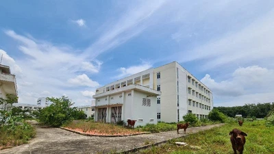 Bình Dương: Bệnh viện hàng trăm tỉ thành nơi trú ngụ của bò