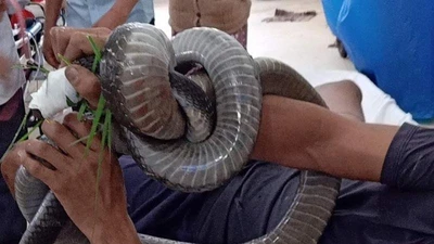1 người mang rắn hổ 4,5 kg quấn trên tay đến bệnh viện cầu cứu