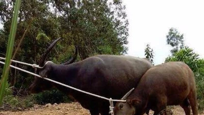 Hai con 'trâu điên' chuyên tấn công người dân đã sập bẫy thợ săn