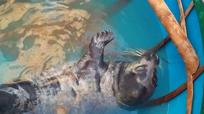 Quảng Nam: Ngư dân vây bắt hải cẩu dạt vào bờ biển