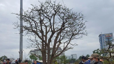 Mai 'khủng' trên trăm tuổi được rao giá 2 tỉ đồng