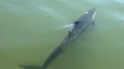 Cá heo bị thương bơi lạc vào sông ở Hội An