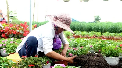 Làng hoa ở Đà Nẵng hối hả vào tết