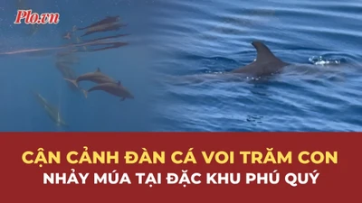 Cận cảnh đàn cá voi trăm con nhảy múa sát mũi ca nô tại đặc khu Phú Quý