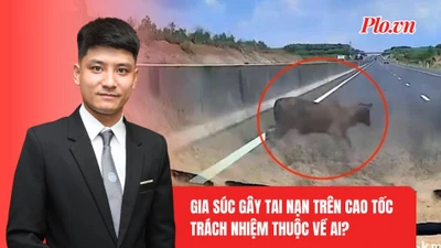 Gia súc chạy vào đường cao tốc gây tai nạn: Ai chịu trách nhiệm?