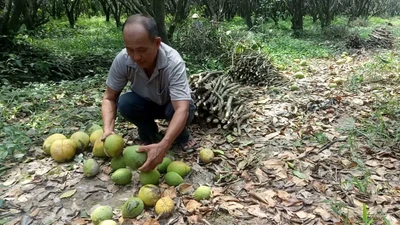 Cận cảnh: Đặc sản bưởi Năm Roi rụng trắng gốc, dân khóc ròng