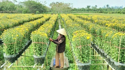 Làng hoa Sa Đéc: Hàng triệu giỏ hoa chuẩn bị ra chợ Tết