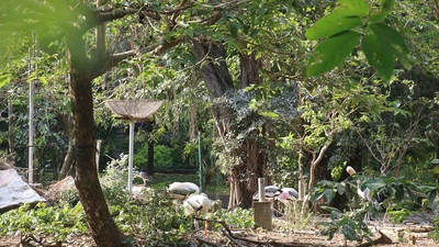 Chuyện ly kỳ ở Thảo Cầm Viên: Nỗi buồn của con vạc lẻ bầy 