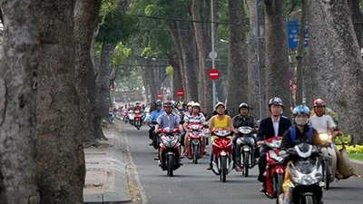 Đốn cây xanh đường Tôn Đức Thắng: GĐ Sở GTVT nói gì?