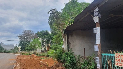 Cò đất móc nối thổi giá ở Buôn Ma Thuột