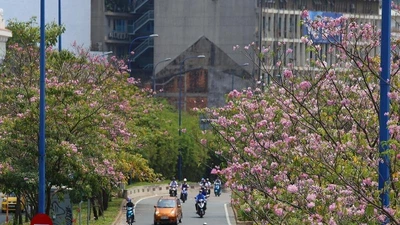 Ngắm hoa kèn hồng nở rộ giữa Sài Gòn